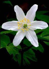Wood Anemone Anemone Nemorosa Flowers Nature Beautiful Flowers Planting Flowers