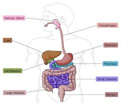 The digestive process pulls out the energy you need to function, and then throws out what's left behind. Digestive System Bioninja