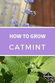How To Grow Catmint Perennial Herbs Plants Herbs