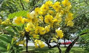 Image result for Cassia sieberiana