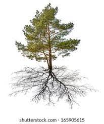 Pine Tree Roots Images Stock Photos Vectors Shutterstock