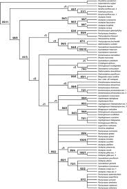 Image result for Stathmostelma pauciflorum