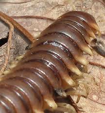 Black And Yellow Millipede Florida Millipede From Wade Mountain Land Trust Preserve Huntsville Alabama Millipede Land Trust Mountain Land