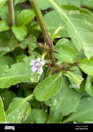 Image result for Dyschoriste radicans