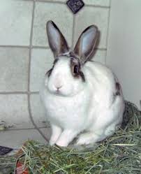Doe because a friend raved about her and encouraged me to get my cat seen sooner versus later. 24 Pet Of The Month Ideas Pets Animal Hospital Months