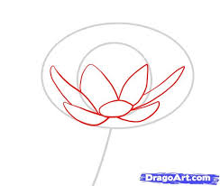 How To Draw A Water Lily Step 2 Lilies Drawing Water Lily Drawing Lotus Flower Drawing You can edit any of drawings via our online image editor before downloading.