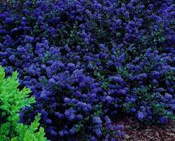 Ceanothus is widely distributed in california, oregon, and the baja of mexico. Ceanothus Blue Sapphire 7 Pot Hello Hello Plants Garden Supplies