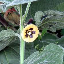 Image result for Physalis pubescens
