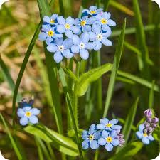 We did not find results for: Wood Forget Me Not Myosotis Sylvatica Plants Plants For Sale Online Forget Me Not