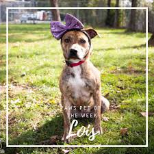 A big thank you to a mortgage boutique for sponsoring our paws videos!! Rutherford County Tn On Twitter Our Paws Of Rutherford County Tn Pet Of The Week Is Lois Id A194130 Gender Female Breed Tennessee Treeing Brindle Hound Mix Age 8 Months Available Since