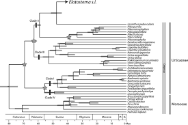 Image result for Elatostema welwitschii