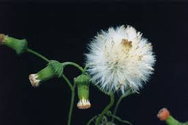 Image result for Crassocephalum radiatum