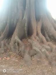 Image result for Cordia mukuensis