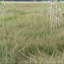 Image result for Carex cognata