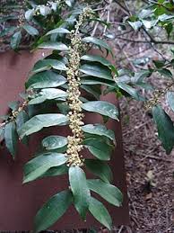 Image result for Casearia runssorica