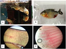 First Report Of Megalocytivirus In Red Piranhas Pygocentrus Nattereri By Molecular Diagnosis In Brazil Medcrave Online Moreover, we observed that inhibition of several isknv mirnas had different effects on mcp expression and on titer of released virus, suggesting complex roles of viral mirnas in isknv infection. red piranhas pygocentrus nattereri
