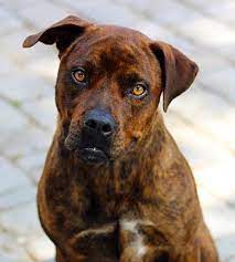 When it comes time to make a selection out of your chosen litter, make sure that the puppy you are interested in does not shy away when you. Wilmington Nc Rottweiler Meet A376693 A Pet For Adoption