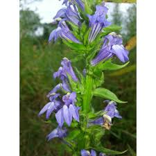 Image result for Lobelia caerulea