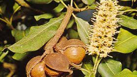 Image result for Macadamia aff. integrifolia
