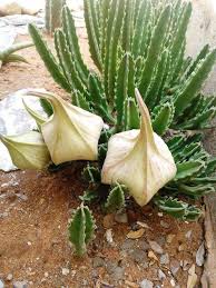 What's more, jackfruit trees are generally easier and cheaper to cultivate than other popular staples like wheat and corn because they don't have to be replanted. Capullos De Stapelia Gigantea Suculentas Suculentas Jardin Cactus Y Suculentas
