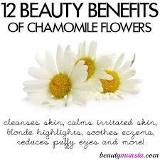 12 Beauty Benefits Of Chamomile Flowers For Skin Hair More Beautymunsta Free Natural Beauty Hacks And More Chamomile Flowers Natural Beauty Tips Silky Skin