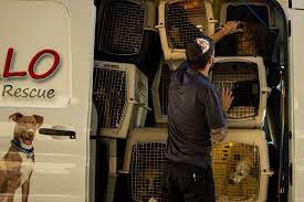 We focus on the rescuing, rehabilitation, & adoption of pit bulls within our community. Maricopa County Routinely Ships Thousands Of Pets Out Of State