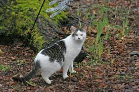 So read on to discover how smell is another useful way to keep stray cats off your porch. Being A Good Neighbor While Feeding Feral Cats Feral Cat Coalition Of Oregon