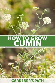 How To Grow Cumin In The Garden Gardener S Path Spice Garden Growing Herbs Cumin