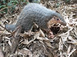 When mixed with bark from certain trees, the scales are thought to neutralize witchcraft and evil spirits. Scale Of Survival A Look At Chinese Efforts To Tackle The Illegal Pangolin Trade Earth Journalism Network