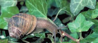 Mais D Ou Sortent Tous Ces Escargots Quand Il Pleut La Science Simplement