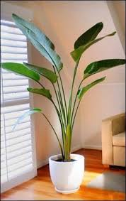 Pin By Geekgardener On Indoor Plants Plant Decor Indoor Tall Indoor Plants Indoor Plants Low Light