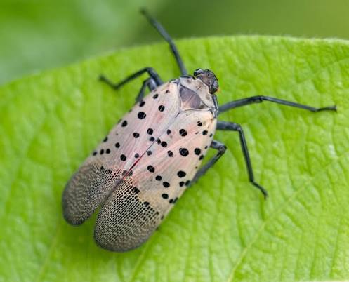Spotted lanternfly - Wikipedia