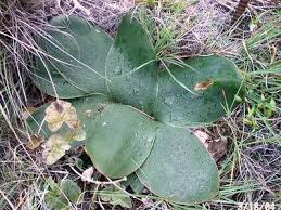 Image result for Brunsvigia radulosa