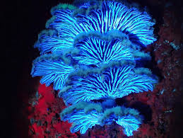 Image result for Gilgiochloa