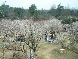 張傑克自言自語 杭州靈峰探梅2006年學長姐跟同期一起去賞花 中部 張傑克 china travel travel outdoor