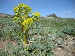 Image result for ‫آنغوزه‬‎