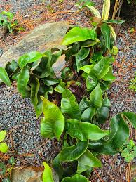 Image result for Pyrrosia