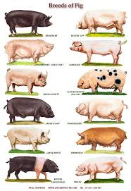 A4 Laminated Posters Breeds Of Cattle Sheep Or Pigs Pig Breeds Pet Pigs Pig Farming