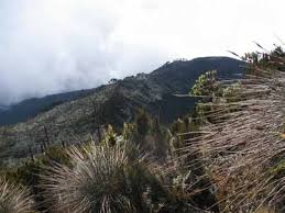 Image result for Rubus kirungensis