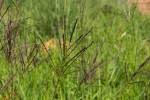 Image result for Digitaria gazensis