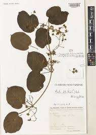 Image result for Mondia ecornuta