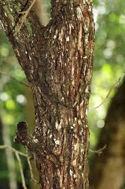 Image result for Amblygonocarpus andongensis