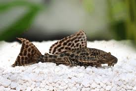 I have made numerous mistakes and i'm. Can Pleco Live In Cold Water Aquariums What Is The Answer Fish Caring Basics