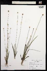 Image result for Xyris obscura