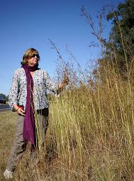 Image result for Hyparrhenia rudis