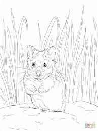 Printable coloring pages for kids oncoloring.com, a completely free website for kids with thousands of coloring pages classified by theme and by content. Dwarf Hamster S Coloring Pages Learny Kids