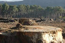 Los árboles dan vida sin ellos no habría oxigeno limpio. Deforestacion Un Problema Que Dana Los Ecosistemas Del Estado De Mexico