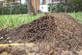 Fire ants do not just cause inconvenience, but they can also be harmful to both animals and humans. How To Get Rid Of Fire Ants Homesteading And Livestock Mother Earth News