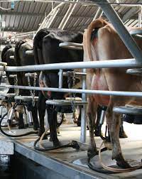 How Many Cows Can One Person Milk It S Not As Straightforward As You May Think Agriland Ie