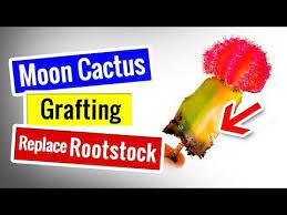 An overwatered succulent has mushy and squishy, soft to touch leaves. Saving Moon Cactus From Rot Beginner S Guide Step By Step Replace Rootstock To Trichocereus Youtube Cactus Grafting Grafted Cactus